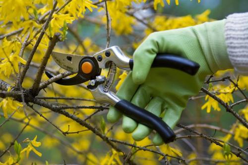 pickering-tree-care-pros-tree-pruning-service-2_orig